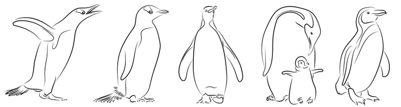 Pinguin Penguin Konturen Zeichnungen Vektor Grafik Lineart