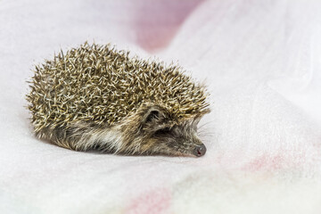 Little cute West European hedgehog or common hedgehog