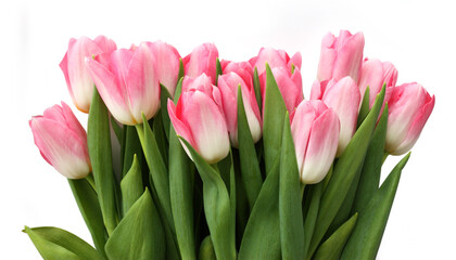 Pink tulips flowers on white