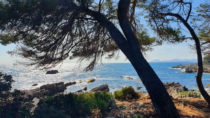 Obraz premium trees on the beach