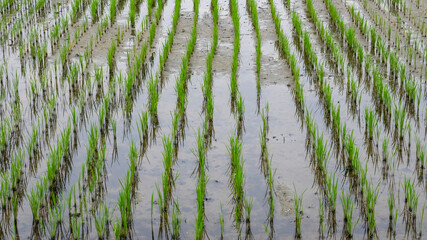 Close up image of straight rows of green rice asian fields. Natural background