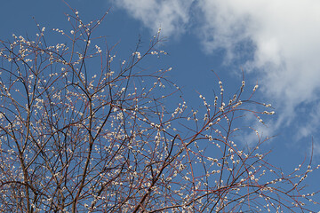 Willow branch on the background of the spring sky.