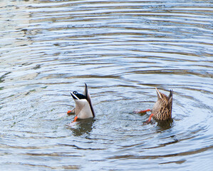 Duck Diving Upside Down, With Butt and Tail in Air. legs and tail stick out of the water. Wild...
