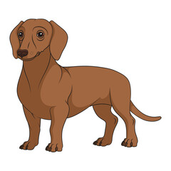 Color illustration with brown, redhead dachshund dog. Isolated vector object on white background.