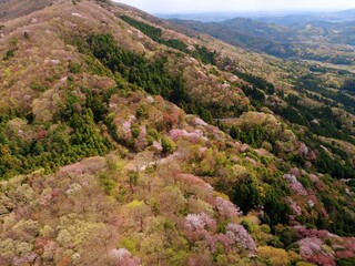 Fototapeta premium 高峰山の山桜（茨城県桜川市）