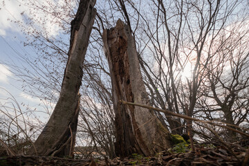 Teich, Ufer, Baum