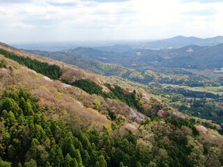 高峰山の山桜（茨城県桜川市）