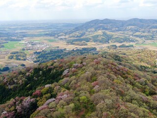 Fototapeta na wymiar 高峰山の山桜（茨城県桜川市）