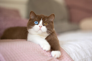 Fototapeta na wymiar Edwl- Cinnamon white Luxus Kater Odd eyed Katze imposant