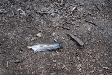 Feather on the ground
