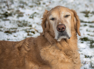 golden retriever portrait