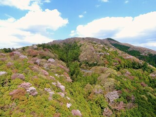Fototapeta premium 高峰山の山桜（茨城県桜川市）