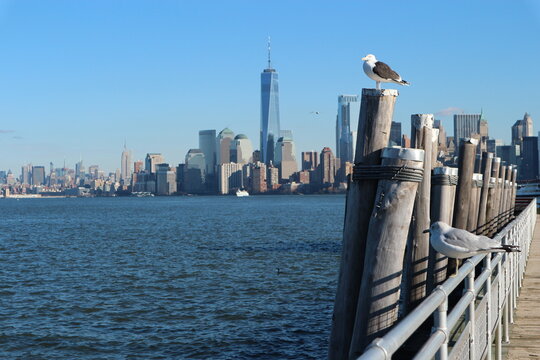 Seagull new york downtown