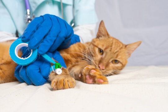 A bright red cat was put on a catheter. The veterinarian fixes the catheter with a Band-aid.