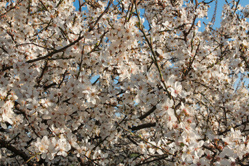 beautiful spring blooming cherry tree against blue sky