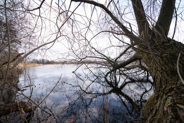 Fototapeta na wymiar Teich, Ufer, Baum