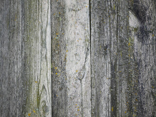 Gray wooden background with old painted boards
