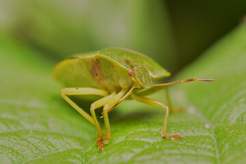 Bedbug on a green leaf in the garden. Photos of tiny insects living in the garden. High quality photo