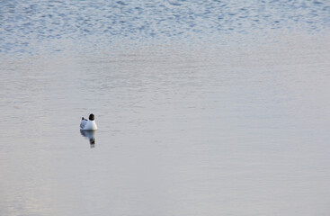 Fototapeta na wymiar Seagull on calm water