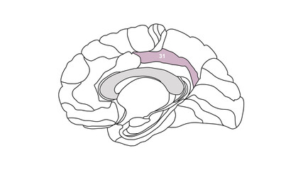 Sagittal isolated Brain Brodmann area region of the cerebral cortex with numbers on white background