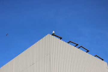 seagull on roof