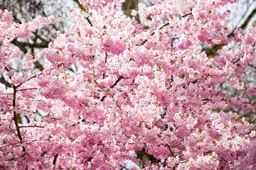 pink cherry blossom in spring