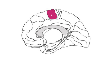 Sagittal isolated Brain Brodmann area region of the cerebral cortex with numbers on white background