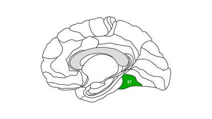 Sagittal isolated Brain Brodmann area region of the cerebral cortex with numbers on white background