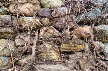 stone wall overgrown with tree roots