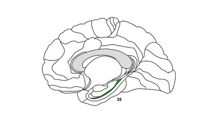 Sagittal isolated Brain Brodmann area region of the cerebral cortex with numbers on white background