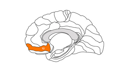 Brain Brodmann area map isolated region of the cerebral cortex with numbers white background