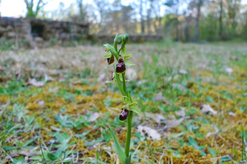 Early Spider Orchid (Ophrys sphegodes) on open grassland in the Dordogne, France
