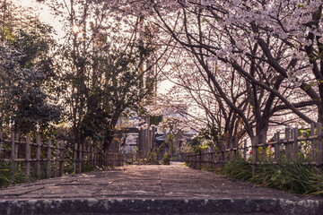 spring in the park with sakura near kitsuki city, oita, Japan