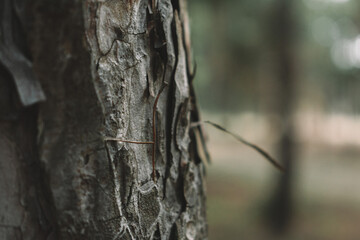 Tree bark texture background