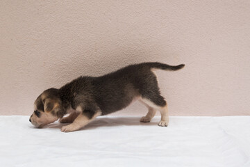 black brown puppy dog is walking, sniffing, surveying on white floor iwith copy space