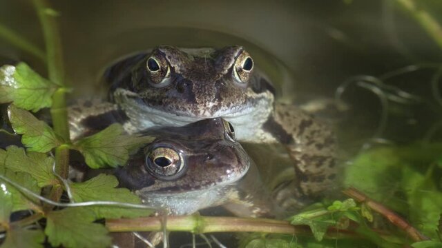 Beautiful portrait of two frogs, Rana temporaria, in a pond at mating season. also known as the European common frog or European grass frog. Steady shot Close-up.