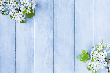 Flowering spring pear or apple blossoms over a blue rustic background with free space for text.
