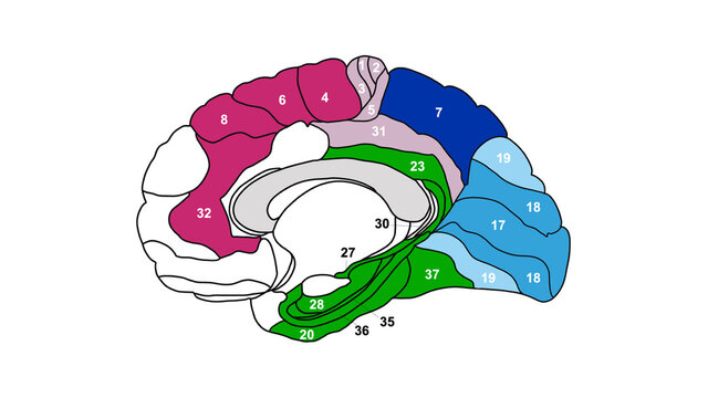 Brain Brodmann area region of the cerebral cortex with numbers on white background