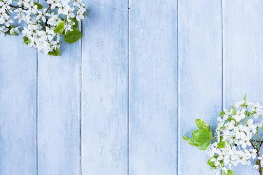 Flowering spring pear or apple blossoms over a blue rustic background with free space for text.
