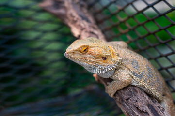 Close up Iguana (also known as Common or American iguana) on blurred  background.Iguana is a genus of herbivorous lizards that are native to tropical areas of Mexico,America,and the Caribbean.
