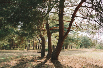 Forest landscape. Trees in the forest. 