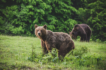 Shot of a brown bear in the Carpathian mountains