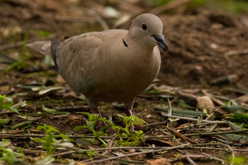 dove