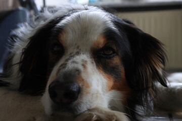 der schönste Hund