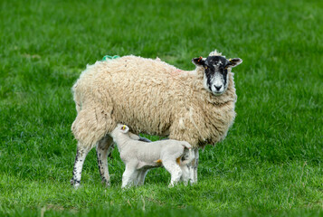Swaledale Mule ewe, a female sheep, with two newborn lambs suckling milk, in lush green pastureland.  Concept: A Proud mum.  Facing forward.  Horizontal.  Space for copy.