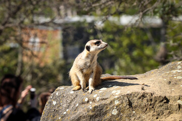 Meerkat standing like a statue on its hind legs defending its territory. Suricata suricatta on guard. Suricate protects its pack. Funny animal face. Mob of meerkats
