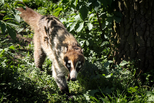 White-nosed coati walks through nature on a sunny day. Nasua narica treads carefully in front of prey. Coatimundi in a wooded environment. White-nosed coatis inhabit wooded areas