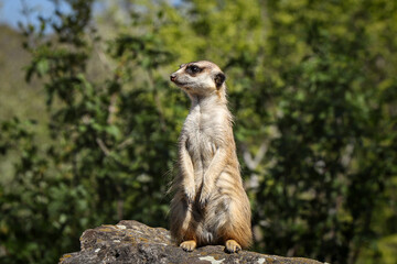 Meerkat stands on a high rock, watching the danger. Humorous expression of a small mammal living in a family. Meerkat looks right and left. Social hierarchy. calcareous areas
