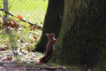 kleines Eichhörnchen © marnag