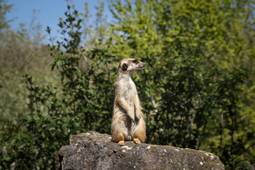 Naklejka na ściany i meble Meerkat stands on a high rock, watching the danger. Humorous expression of a small mammal living in a family. Meerkat looks right and left. Social hierarchy. calcareous areas